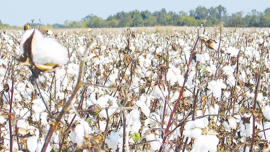 لا صحة لما تردد حول خصخصة شركات القطن