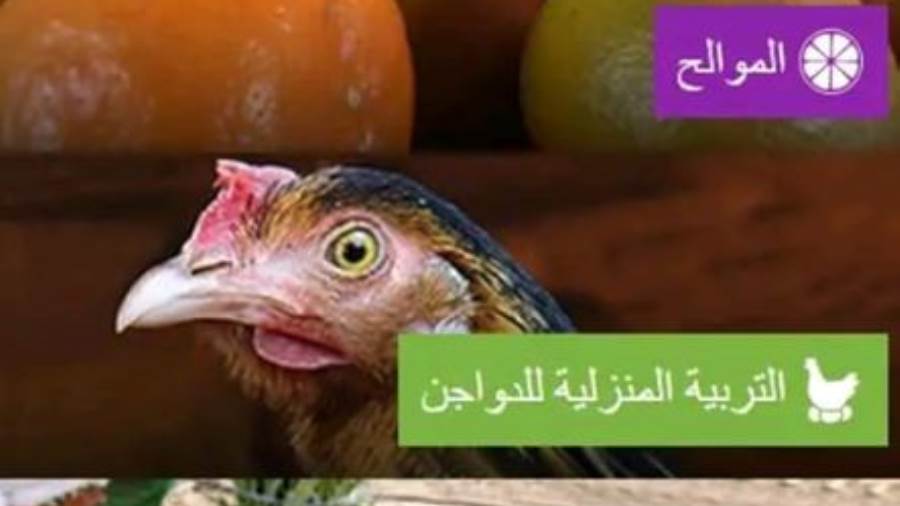 الزراعة و الفاو تطلقان حملة ترويجية للإرشاد الزراعي الرقمي