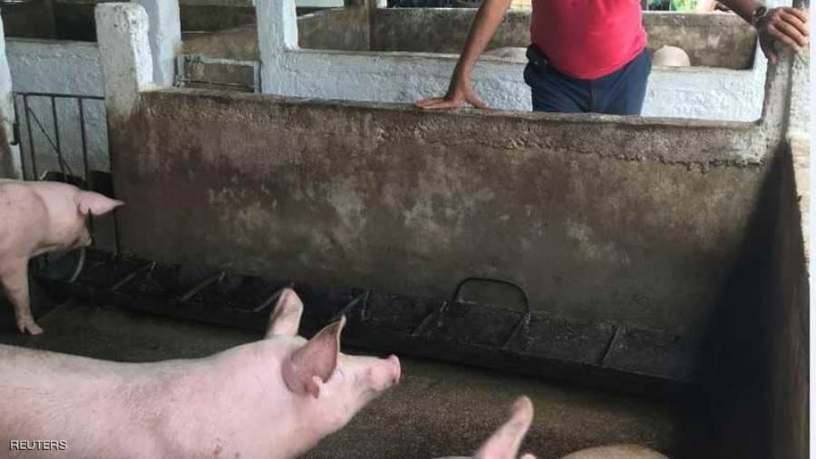 بعد كورونا.. بؤرة جديدة في الصين لحمى الخنازير الافريقية. بعد كورونا.. بؤرة جديدة في الصين لحمى الخنازير الافريقية.