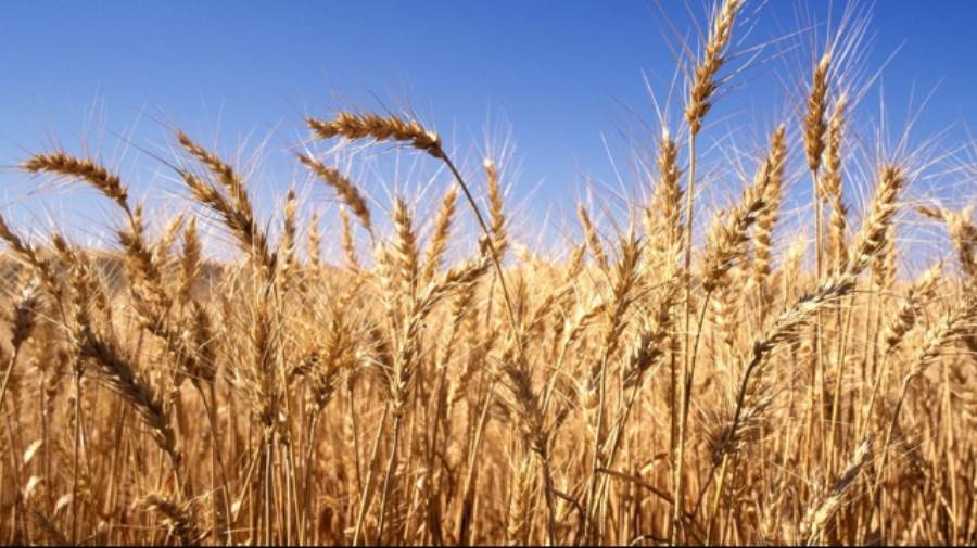 السلع التموينية تشتري 120 ألف طن من القمح الروسي في مناقصة ع