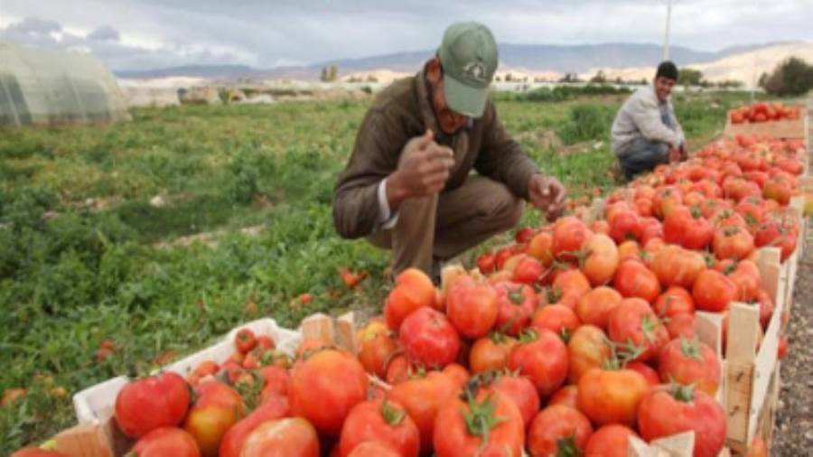 الزراعة: أزمة كورونا لم تمنع الطلب على المنتجات المصرية في ا