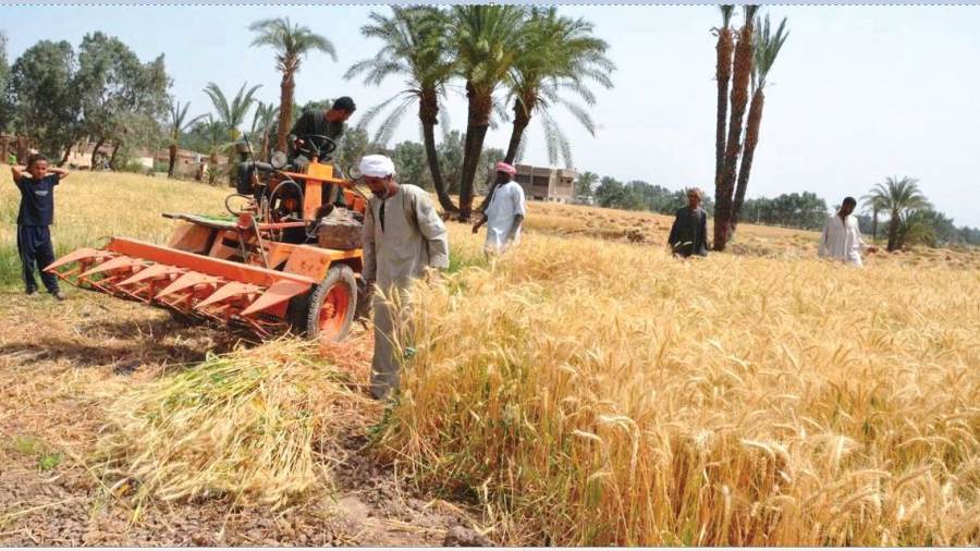 الجريدة الرسمية تنشر ضوابط استلام محصول القمح