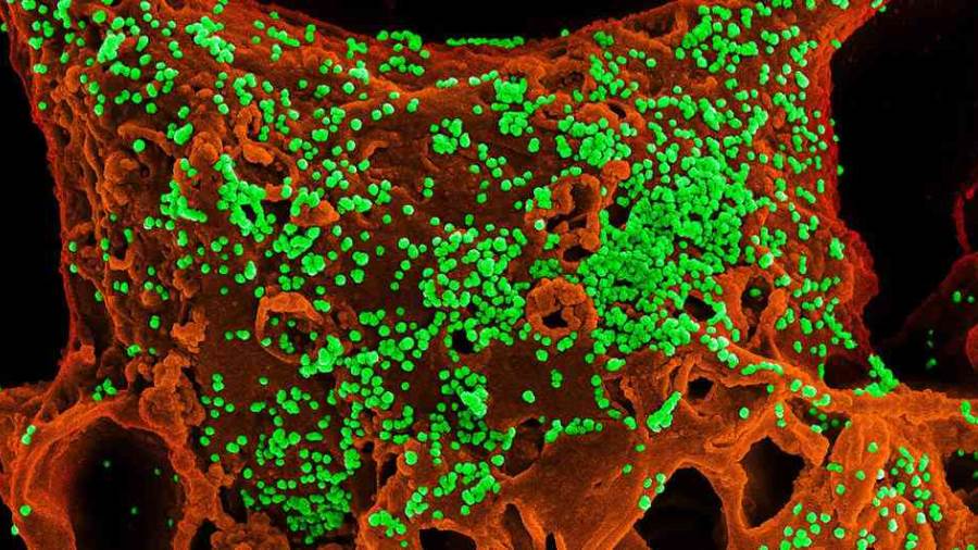 اكتشاف سر خداع فيروس كورونا لجهاز الإنسان المناعي واختراقه