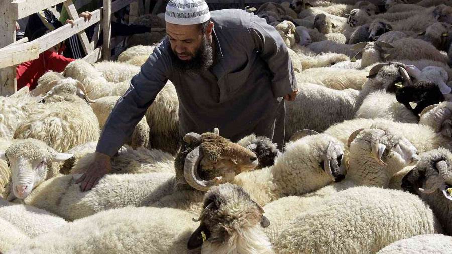 مع اقتراب عيد الأضحى.. الزراعة تعلن زيادة طرح المعروض من الأ مع اقتراب عيد الأضحى.. الزراعة تعلن زيادة طرح المعروض من الأ