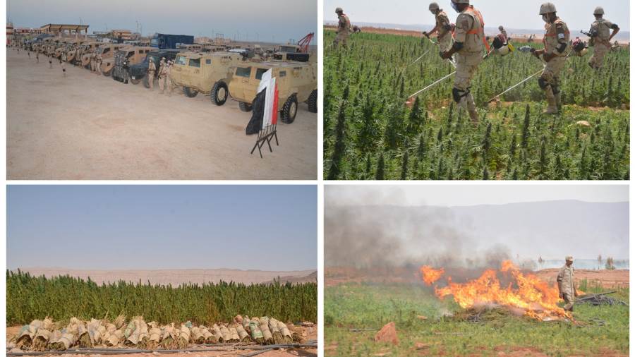 القوات المسلحة تنفذ دورية للقضاء على الزراعات المخدرة بجنوب 
