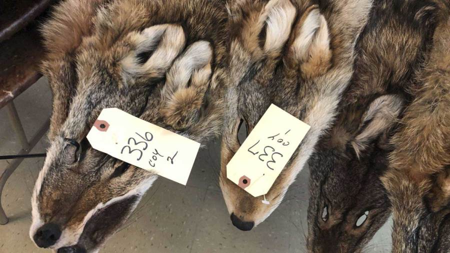 بعد ذبح الملايين من الحيوانات.. صناعة الفراءتتعرض لخسائر فاد