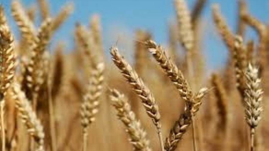 مسؤول بوزارة الزراعة: نحتاج إلى 5 ملايين فدان من القمح للوصو