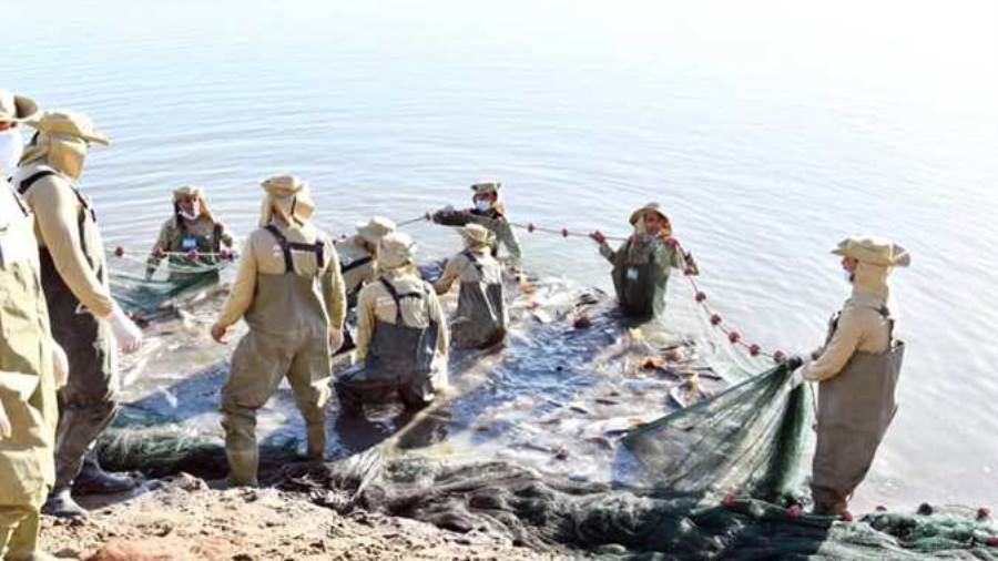 رييس الثروة السمكية: نستطيع تحقيق الاكتفاء الذاتي من الاسماك