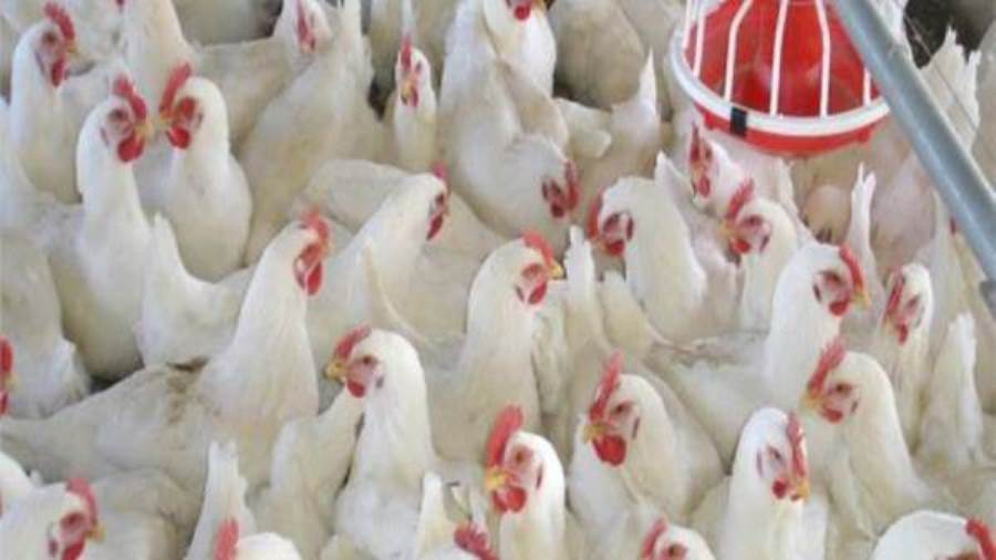 استعلم.. بورصة الدواجن الرئيسية اليوم الأربعاء 3 فبراير 2021 استعلم.. بورصة الدواجن الرئيسية اليوم الأربعاء 3 فبراير 2021