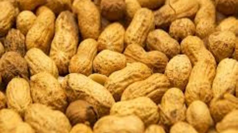 ارتفاع صادرات مصر من الفول السودانى إلى 15 مليون دولار خلال 