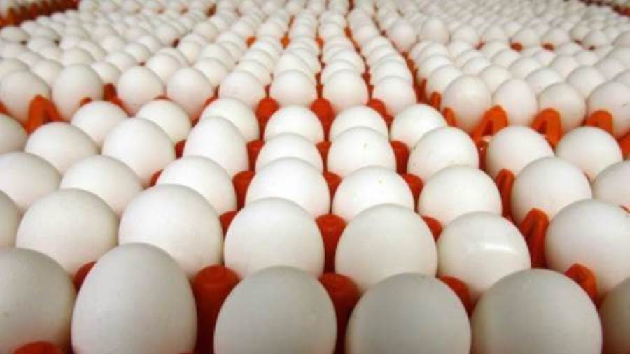 أسعار البيض اليوم الإثنين 22 فبراير 2021 أسعار البيض اليوم الإثنين 22 فبراير 2021
