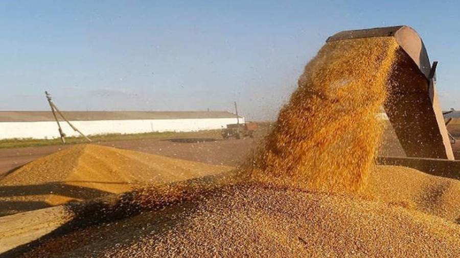 القمح الألمانى القمح الألمانى