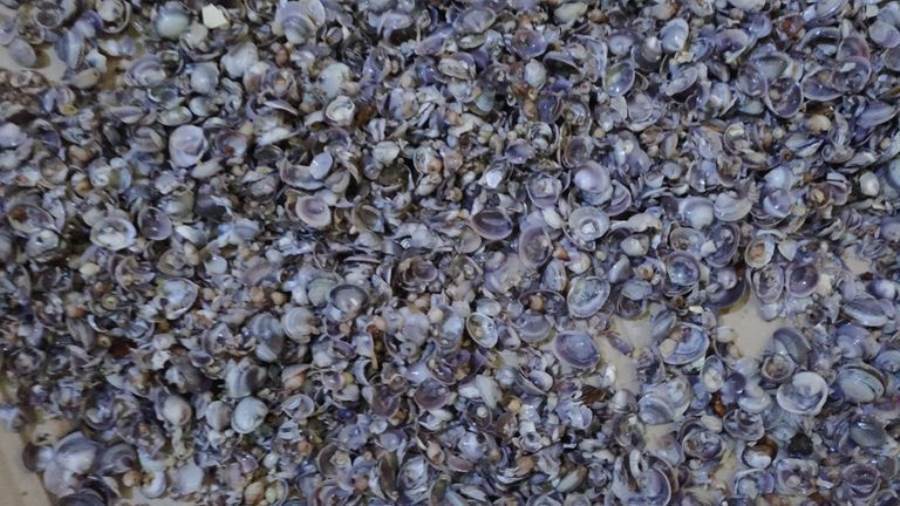 قواقع بحرية تخرج من صنابير المياه بمحافظة الجيزة