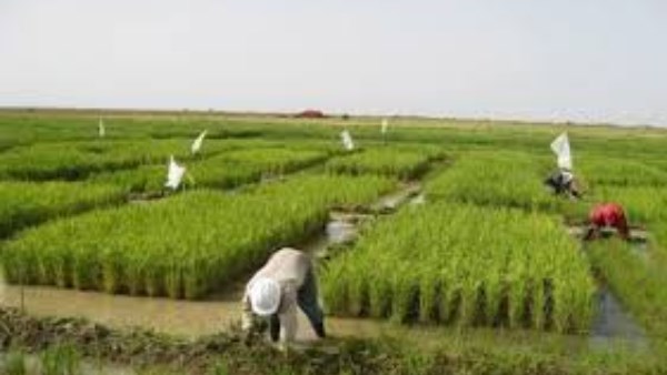 توسع مصر في المشروعات الزراعية والغذائية