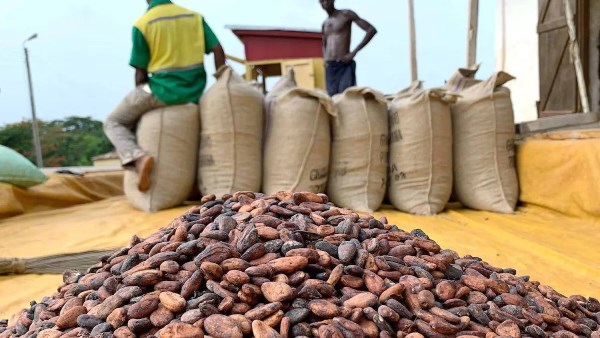 بنسبة 12.3%.. غانا ترفع أسعار شراء الكاكاو من مزارعيها 