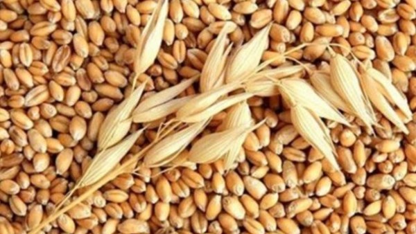 الجزائر تطرح مناقصة دولية لشراء 50 ألف طن من علف الشعير