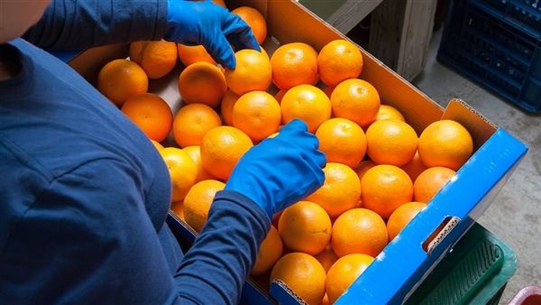  "الزراعة" تعلن بدء الموسم التصديري الجديد لمحصول البرتقال المصري منتصف ديسمبر المقبل 