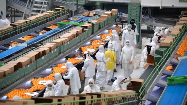 506 آلاف طن.. الصادرات الزراعية السعودية تسجل ارتفاعًا قويًا 