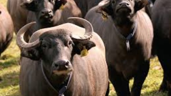 الجاموس الإيطالي