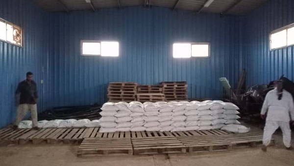  توزيع 100 طن تقاوي شعير و33 ألف شتلة زيتون بالمجان 