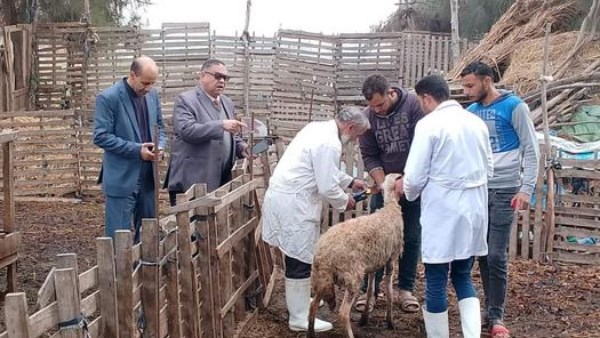 "الزراعة" تعلن تحصين الماشية بأكثر من 8.5 مليون جرعة للقاحي الحمى القلاعية والوادي المتصدع 