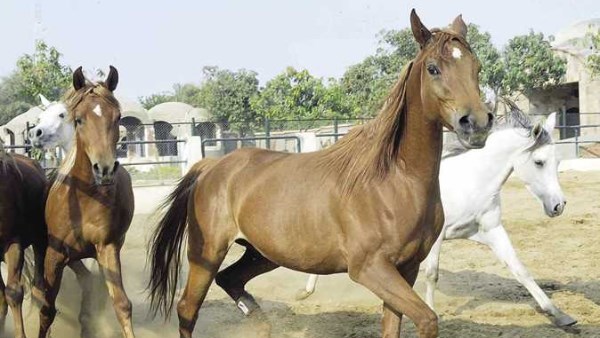 الخيول العربية المصرية