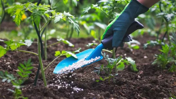 أزمة عالمية في سوق الأسمدة بسبب تصاعد التوترات في الشرق الأوسط أزمة عالمية في سوق الأسمدة بسبب تصاعد التوترات في الشرق الأوسط