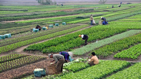 توقعات بارتفاع إنتاج الغذاء في مصر إلى 30.5 مليار دولار بحلول 2026