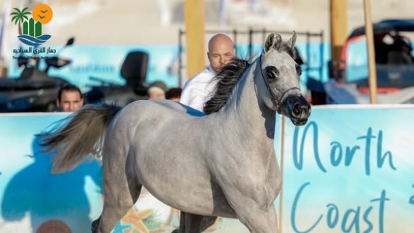 بطولة الساحل الشمالي للخيول العربية