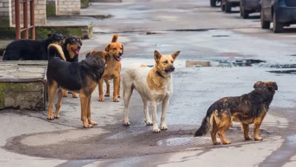 الزراعة تصدر تنبيهًا مهمًا للمواطنين بخصوص الكلاب الضالة