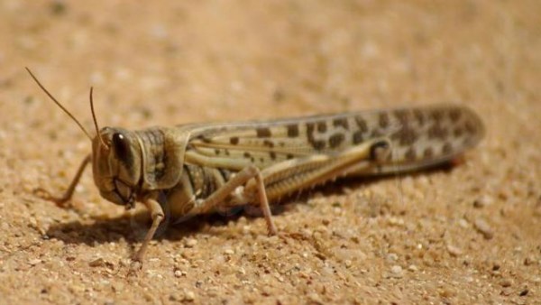 "الزراعة" تكشف حقيقة رصد جراد صحراوي بـ "بئر العبد" في سيناء