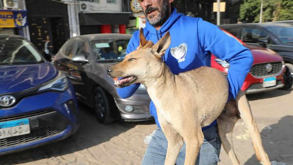 تحصين الكلاب