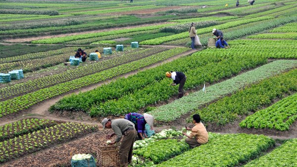 مصر تستهدف زيادة الرقعة الزراعية إلى 12 مليون فدان وإنتاج 12.5 مليون طن من القمح بحلول 2030