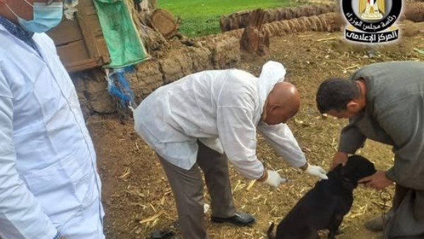 تعقيم كلاب الشوارع