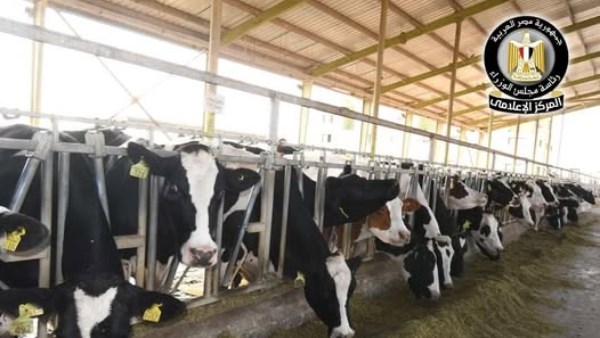 المشروع القومي للبتلو 