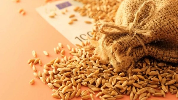 صعود القمح الأوروبي بدعم تراجع اليورو