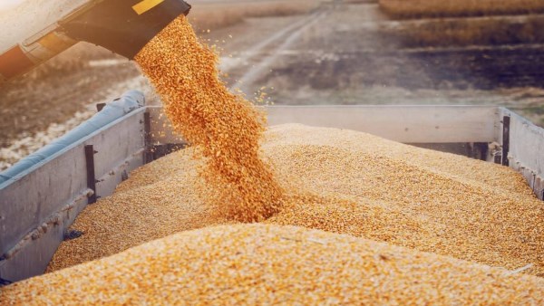 مخاوف الطاقة تدفع القمح الأوروبي لأعلى مستوى في ستة أشهر