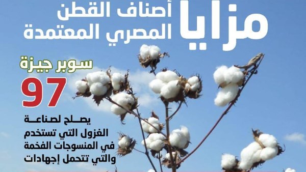 محصول القطن