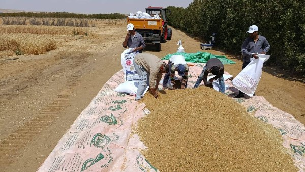 شركة تنمية الريف المصرى الجديد