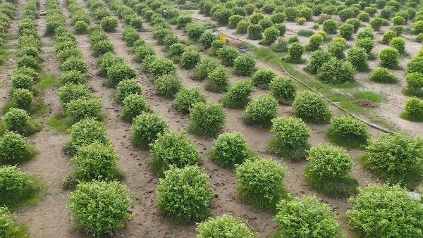 جازان السعودية تراهن على مدن الورد والنباتات العطرية لتعزيز الاقتصاد الأخضر