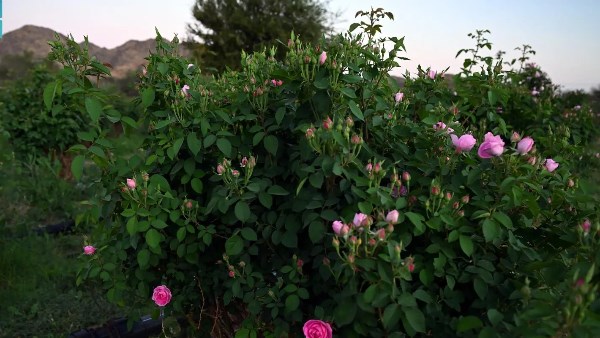 الورد المديني.. ثروة زراعية في المدينة المنورة تدعم الاقتصاد وتفتح آفاقًا استثمارية