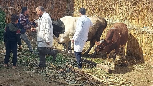 بالتفاصيل.. الزراعة تُحذر من تداول لقاحات مجهولة المصدر للتحصين