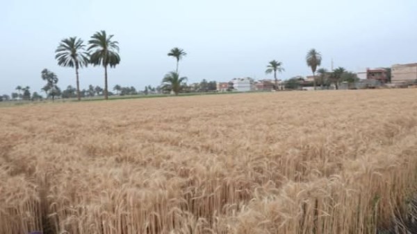 تمكن المزارعين وتدعم الأمن الغذائي.. اعرف أهم خدمات مبادرة «ازرع»