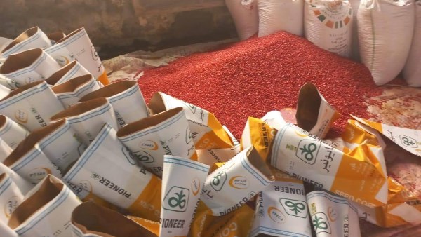  التقاوي المغشوشة