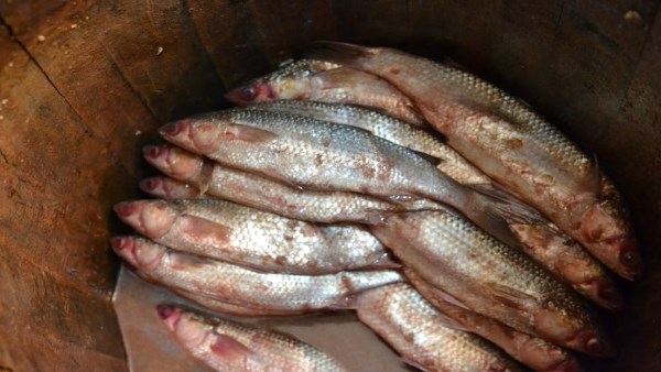 الأسماك المملحة