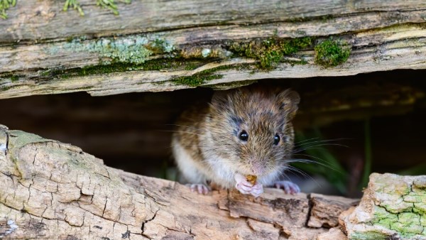 hantavirus
