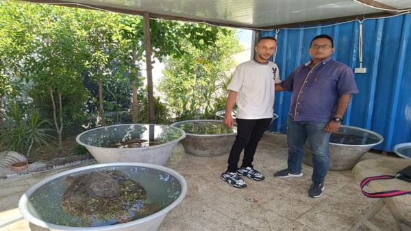 إنقاذ 6 سلاحف