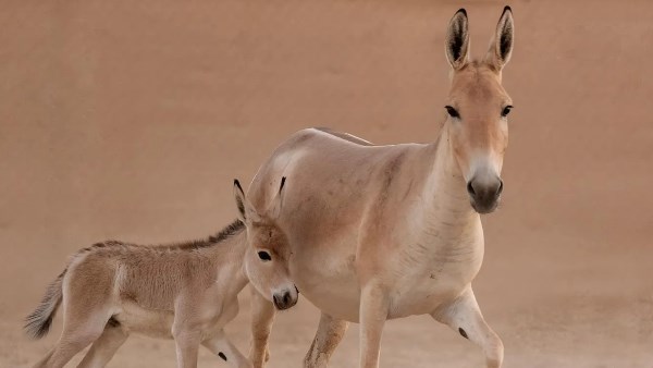 ولادة أحد أندر الحيوانات في العالم لأول مرة منذ أكثر من 100 عام في السعودية