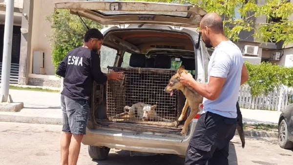 الطب البيطري