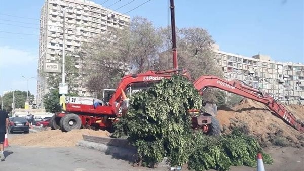 «التنمية المحلية» تشدد على حماية الأشجار ومتابعة مبادرة زراعة 100 مليون شجرة